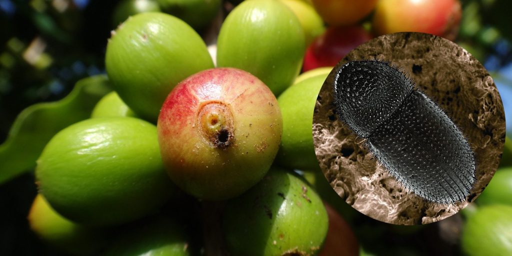 Coffee Berry Borer