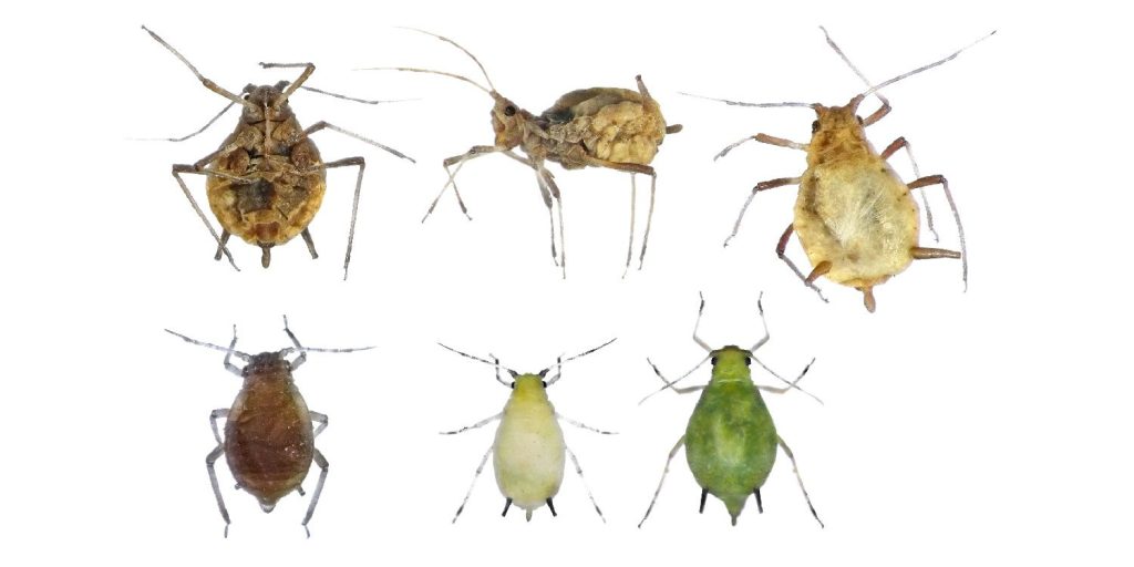 Aphids – Copy